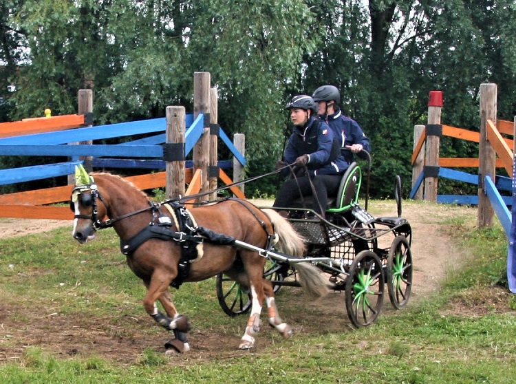 Internationaler Fahrsporttreff beim CAI2* 2021 in Bühl mit rheinland-pfälzischer Beteiligung