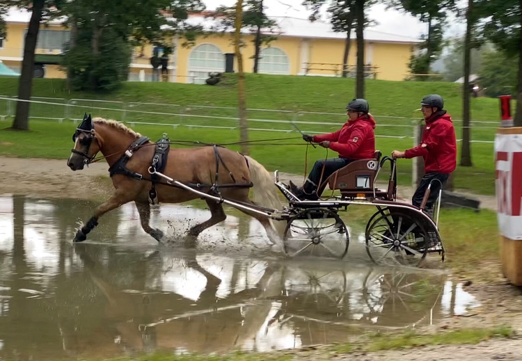 Haflinger „Maibach“ Vize-Europachampion