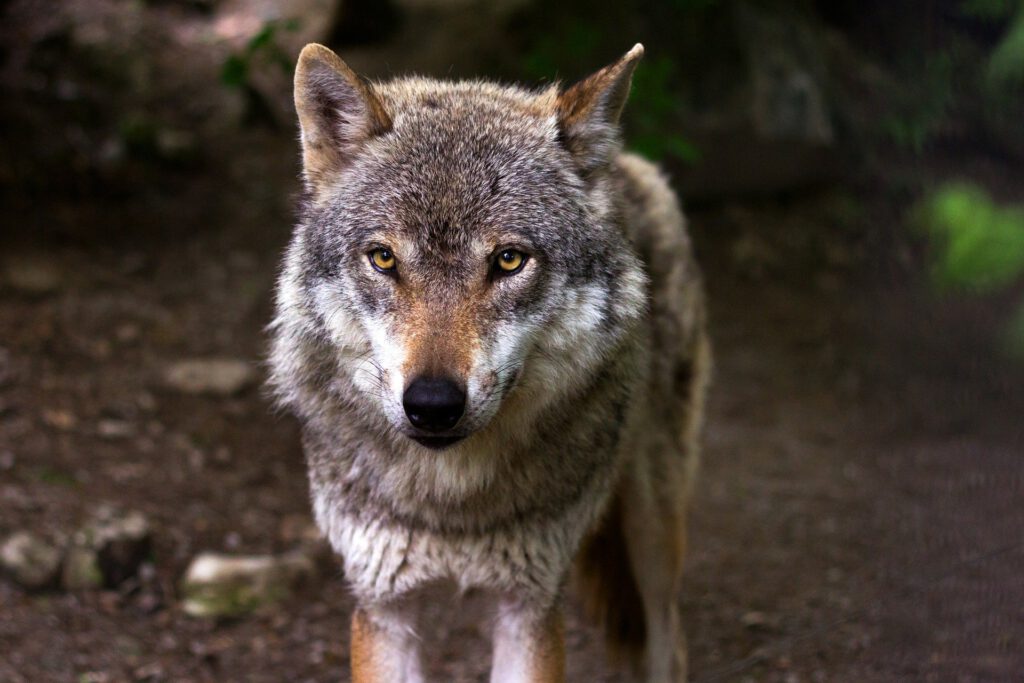 Der Wolf in Rheinland-Pfalz - Besorgnis bei Pferdehaltern